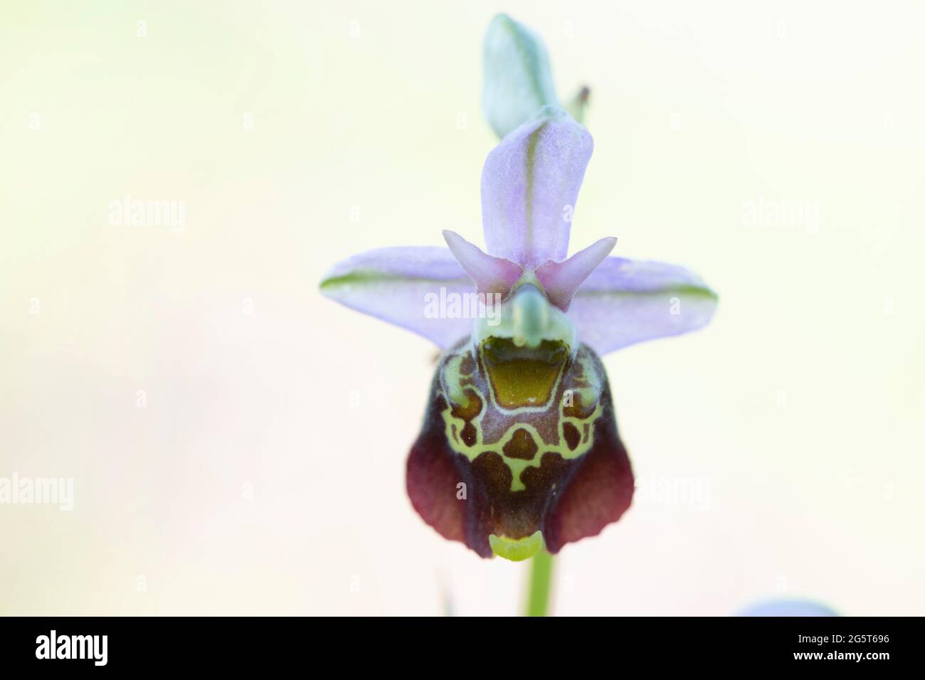 Orchidée araignée plus tard (Ophrys holoserica, Ophrys holosericea, Ophrys fuciflora), fleur unique, Allemagne, Bavière Banque D'Images