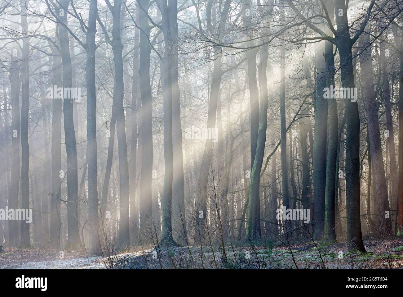 Hêtre commun (Fagus sylvatica), matin dans la région naturelle d'Aanwijsputten, Belgique, Flandre Occidentale, Bulskampveld, Beernem Banque D'Images