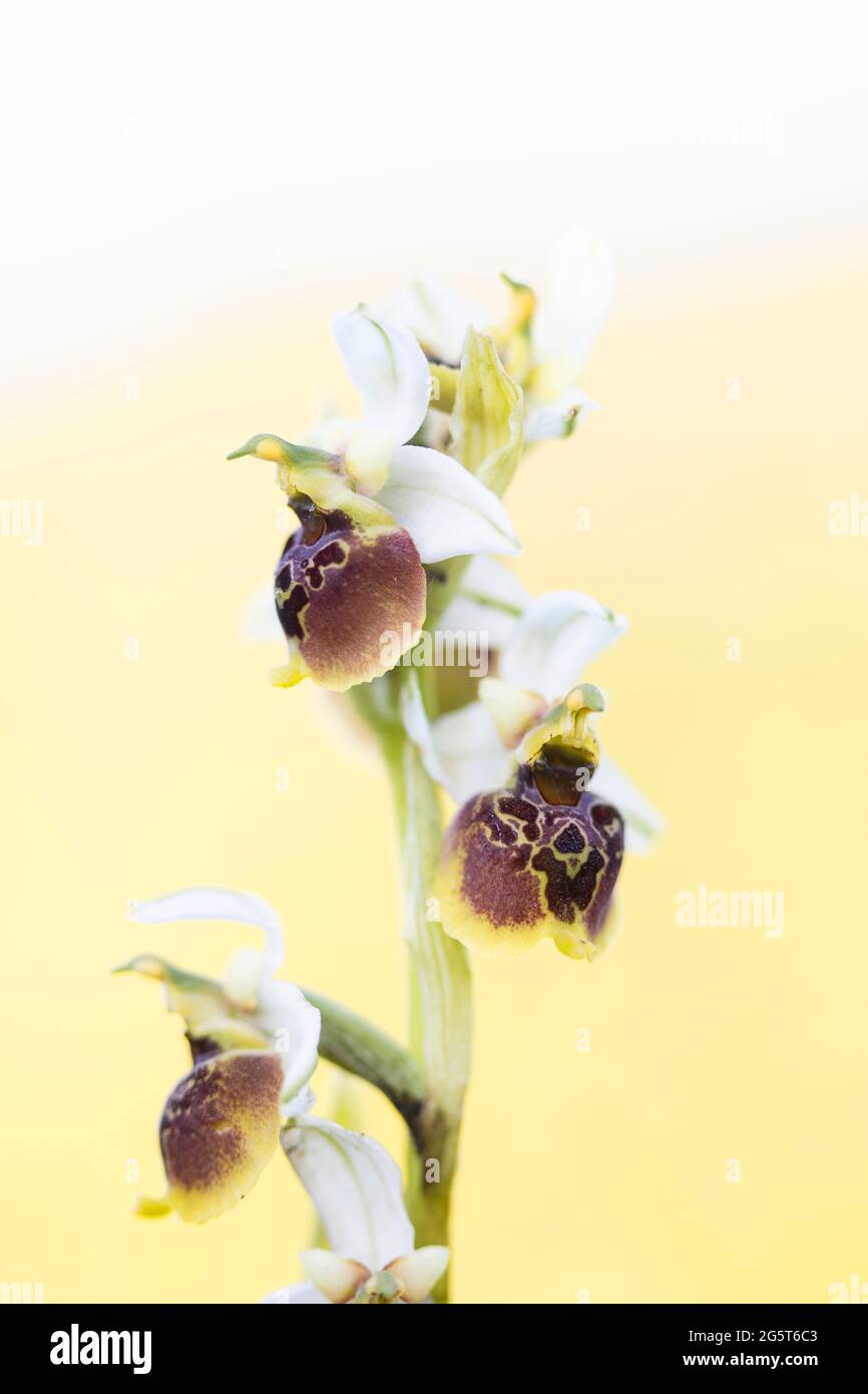 Orchidée araignée plus tard (Ophrys holoserica, Ophrys holosericea, Ophrys fuciflora), section d'une inflorescence, Allemagne, Bavière Banque D'Images
