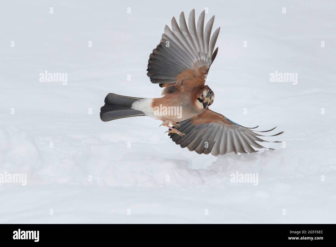 jay (Garrulus glandarius), atterrissage sur la neige, Allemagne, Basse-Saxe Banque D'Images