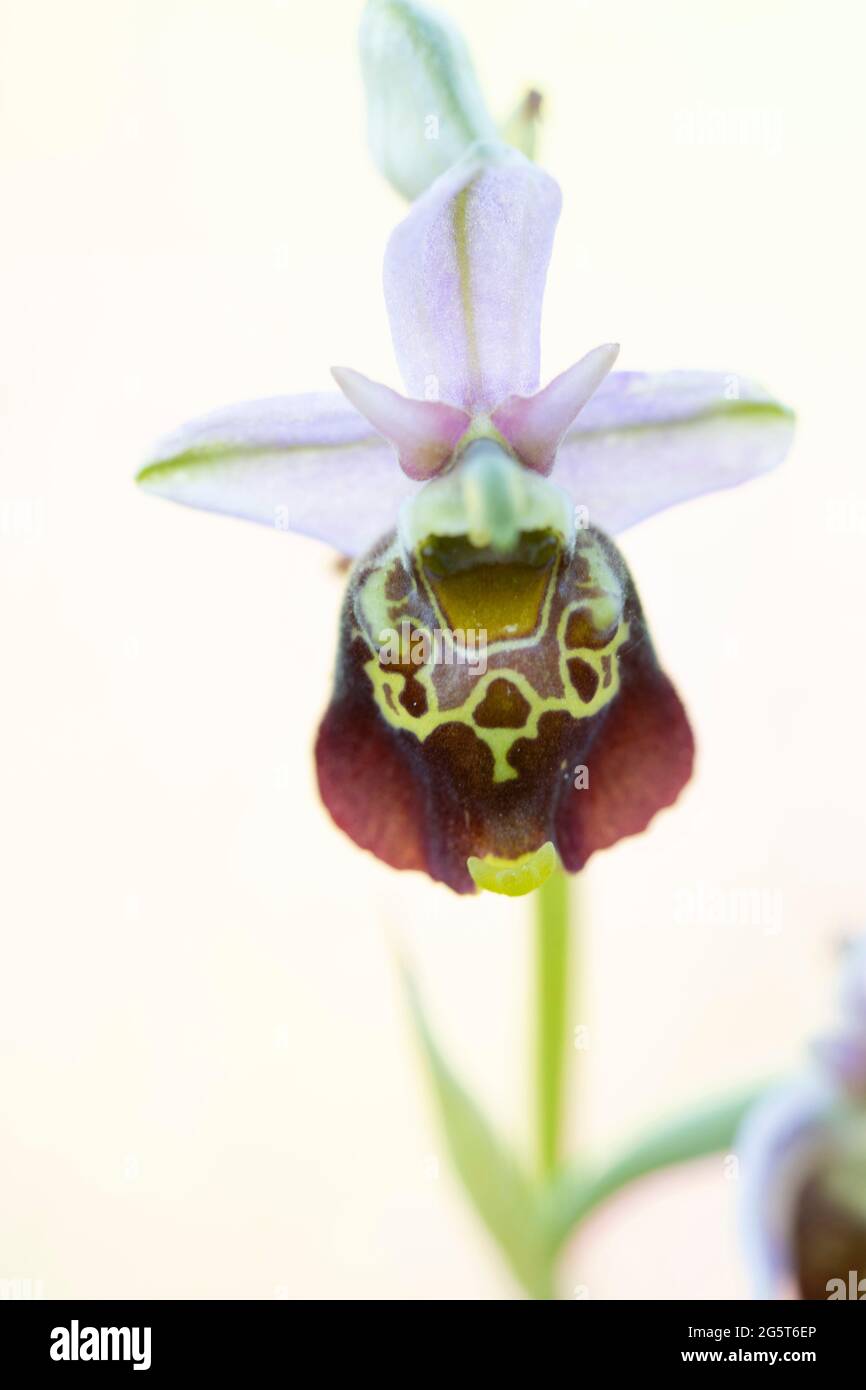 Orchidée araignée plus tard (Ophrys holoserica, Ophrys holosericea, Ophrys fuciflora), fleur unique, Allemagne, Bavière Banque D'Images