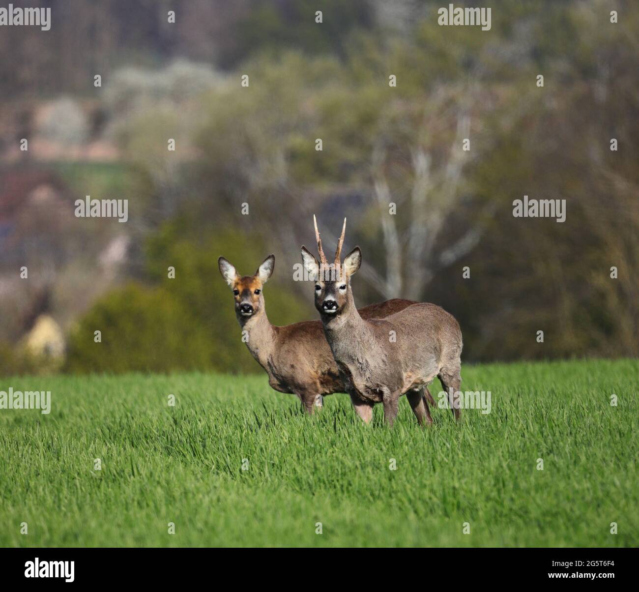 cerf de virginie (Caperolus caperolus), buck et doe dans un champ au printemps, Allemagne, Bade-Wurtemberg Banque D'Images