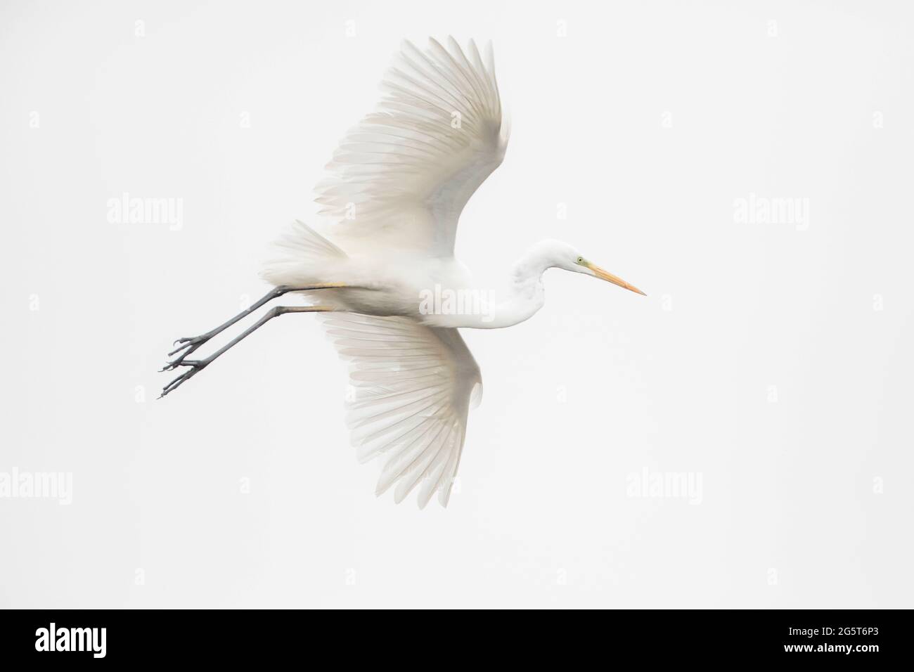 Grand aigreet, Grand Egret blanc (Egretta alba, Casmerodius albus, Ardea alba), en vol devant le ciel blanc, Allemagne, Bade-Wurtemberg Banque D'Images