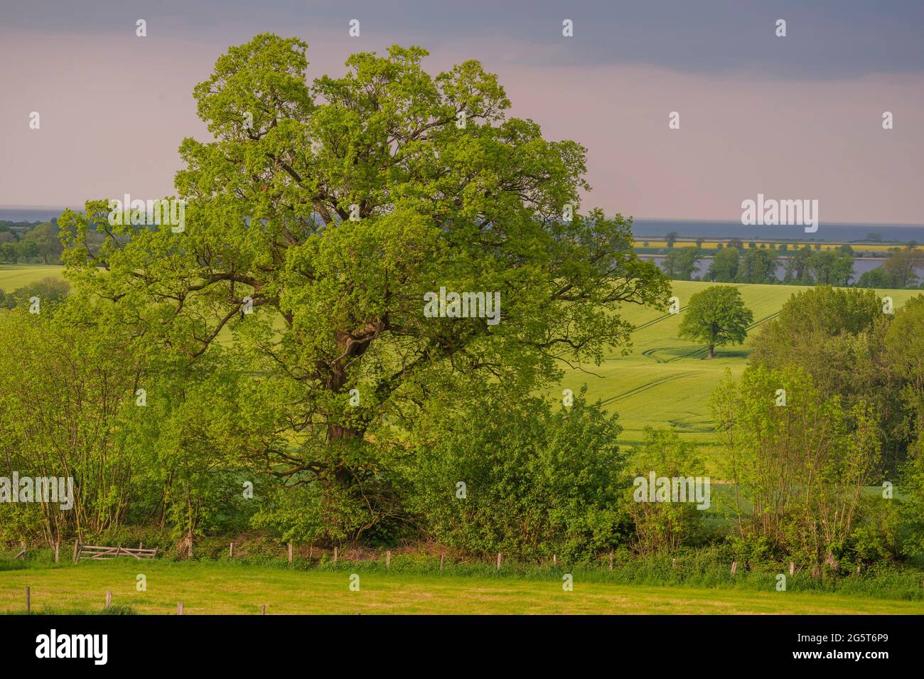Chêne commun, chêne pédonculé, chêne anglais (Quercus robur. Quercus pedunculata), vieux chêne anglais dans la banque de haies près de Stoefs, en arrière-plan le Banque D'Images