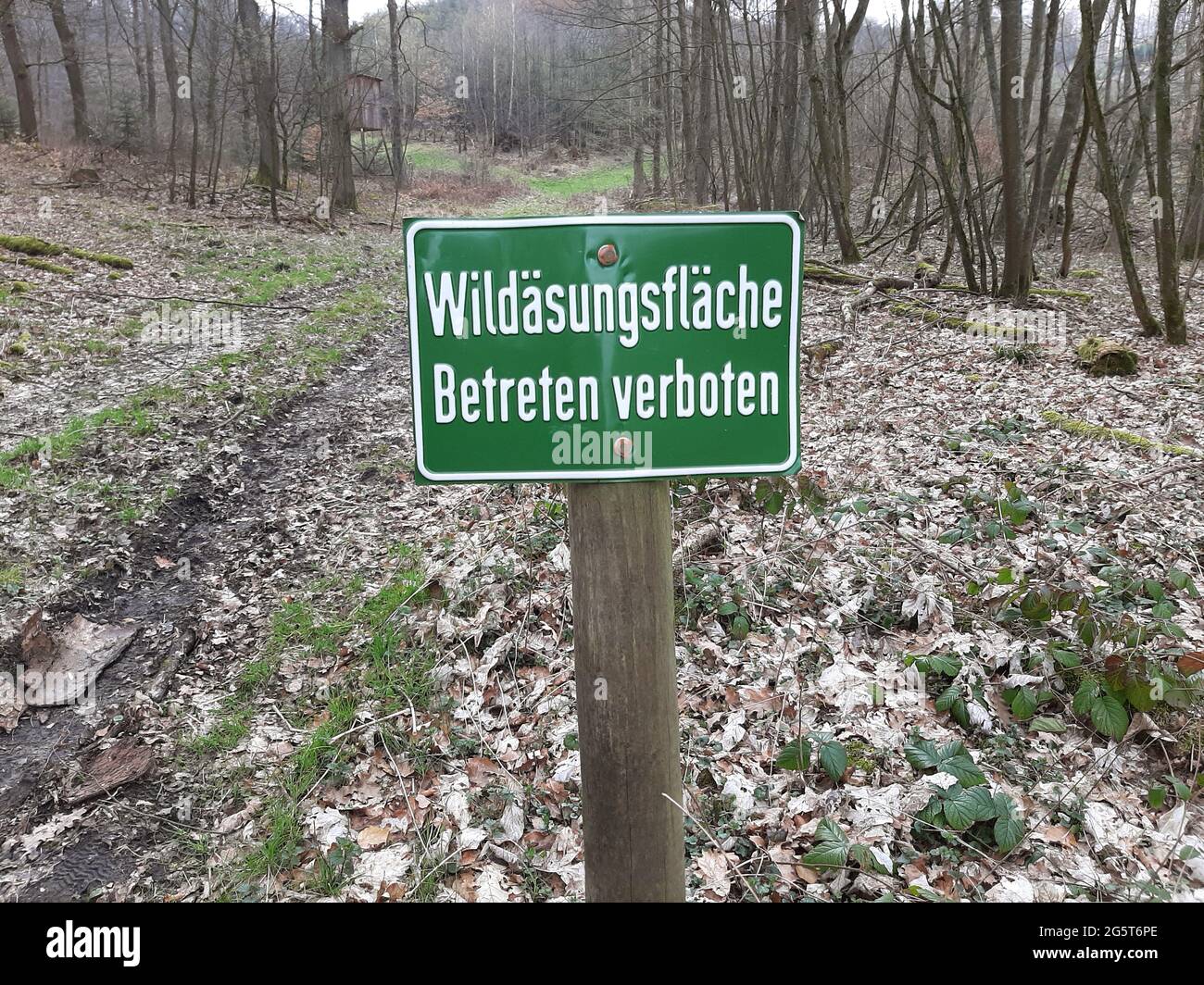 Signe d'interdiction dans la forêt - zone de pâturage, Allemagne Banque D'Images