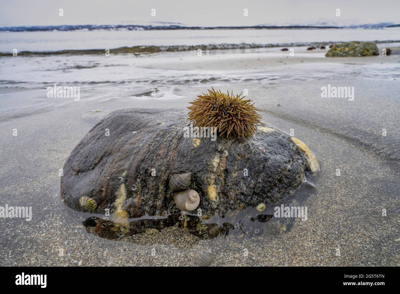 Oursin vert, oursin du Nord, oursin du Nord (Strongylocentrotus droebachiensis), oursin de mer sur la plage à marée basse, Norvège, Troms, Banque D'Images