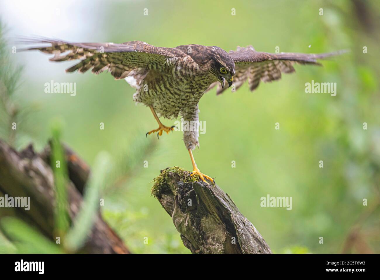 Faucon d'arnaque du nord (Accipiter nisus), homme prend un chagin d'arbre, Allemagne, Bavière Banque D'Images