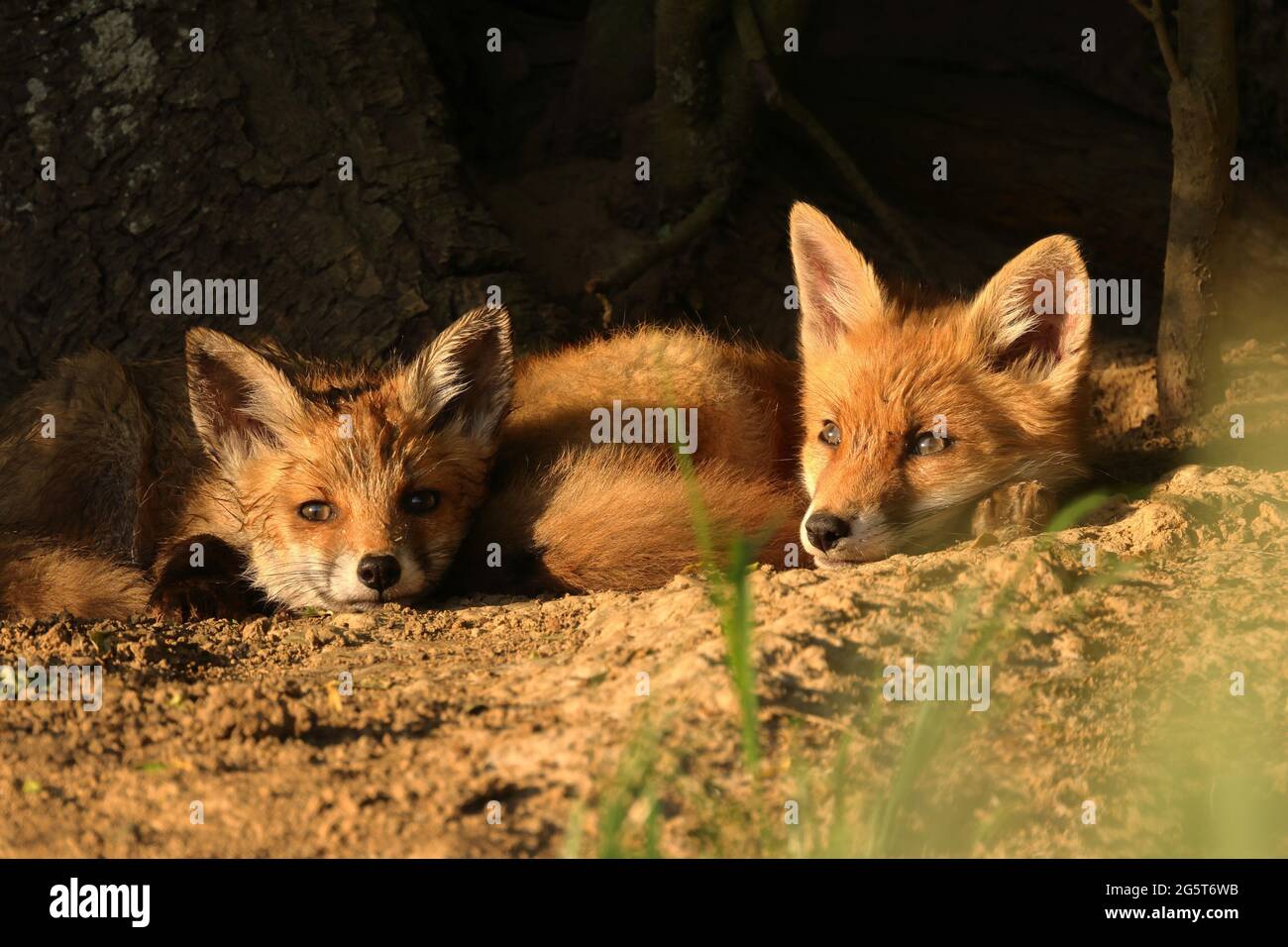 Renard roux (Vulpes vulpes), oursons renards au soleil, Allemagne, Bade-Wurtemberg Banque D'Images