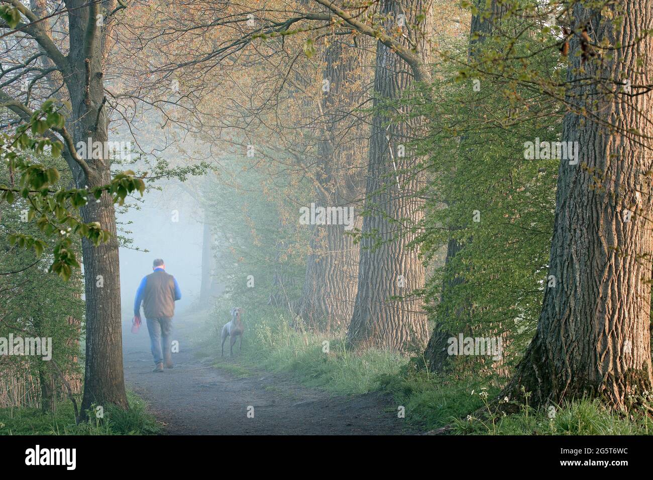 Poussette avec chien le matin dans la réserve naturelle d'Assels, Belgique, Flandre orientale, Assels, Drongen Banque D'Images