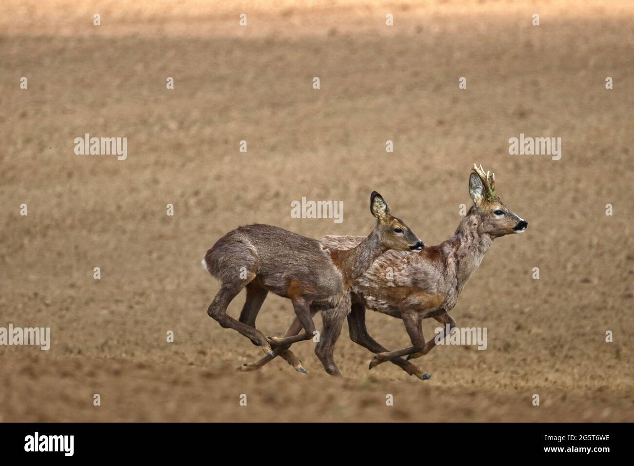 Le cerf de virginie (Capranolus capranolus), le colébuck et le doe s'enfuient au-dessus d'un champ au printemps, en Allemagne, au Bade-Wurtemberg Banque D'Images