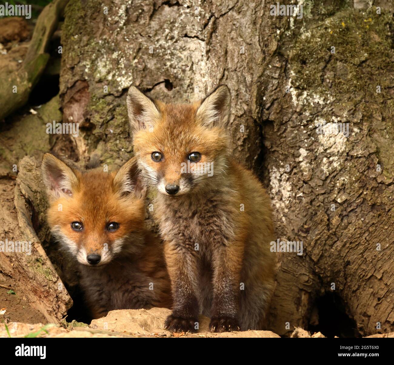 Renard roux (Vulpes vulpes), deux petits renards devant le corbeau, regardant dans la caméra, Allemagne, Baden-Wuerttemberg Banque D'Images