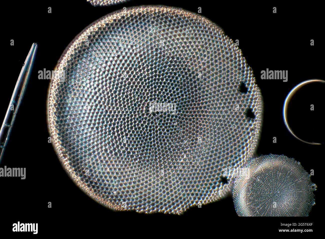 Diatomées (Diatomeae), diatomées de Patuxent River, image microscopique de champ sombre, États-Unis, Maryland Banque D'Images