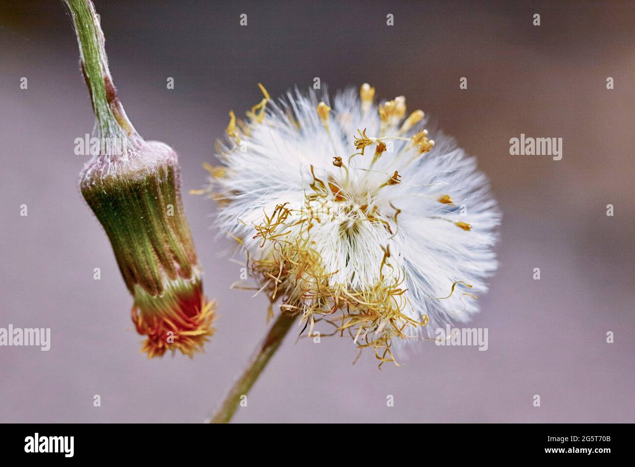 pied-de-colte, pied-de-coltsfoot (Tussilago farfara), infra-testicule avec papi et tête de fleur flétristée, Allemagne, Rhénanie-du-Nord-Westphalie Banque D'Images