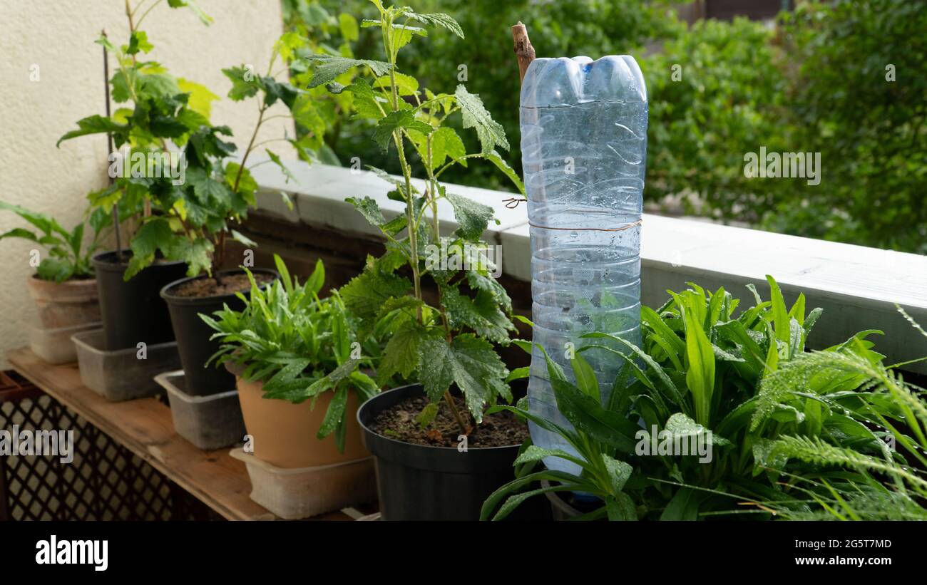 Une vue rapprochée des plantes en pot de balcon en été avec un système d'arrosage de type bricolage fabriqué à partir d'une bouteille en PET. Des choses faites maison pour le jardin Banque D'Images
