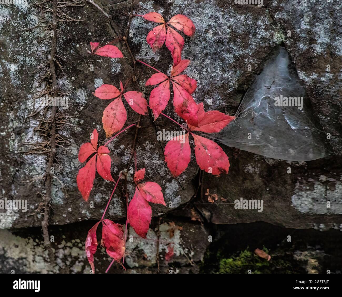 Vignes rouges contre une falaise dans l'Interstate State Park, Croix Falls, Wisconsin, États-Unis. Banque D'Images