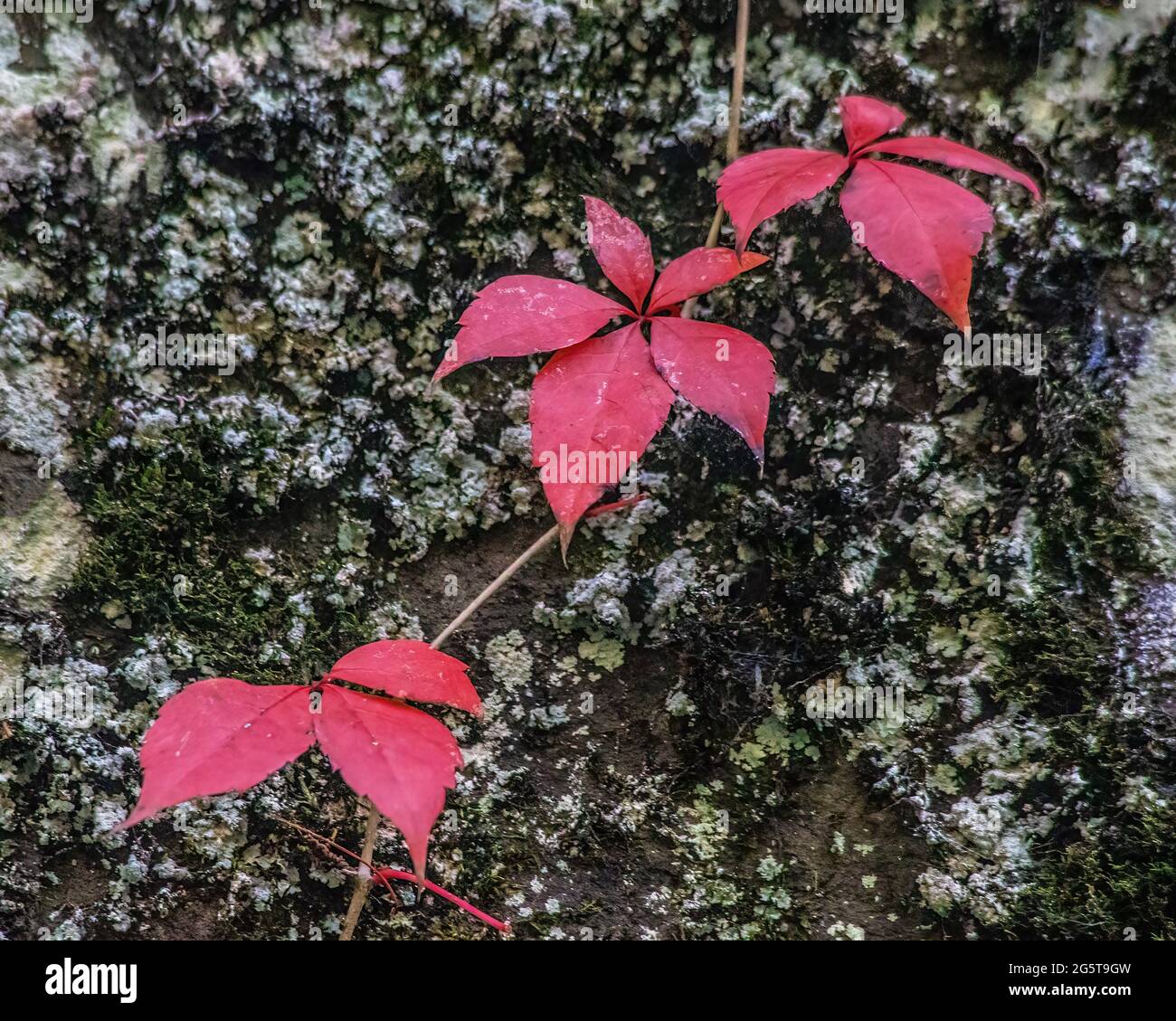 Vignes rouges contre une falaise dans l'Interstate State Park, St. Croix Falls, Wisconsin, États-Unis. Banque D'Images
