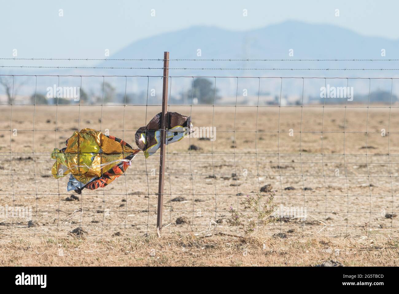 Ballons libérés qui finissent par être des détritus et des détritus dans le paysage, ces ballons sont collés à une clôture dans la vallée centrale de la Californie. Banque D'Images