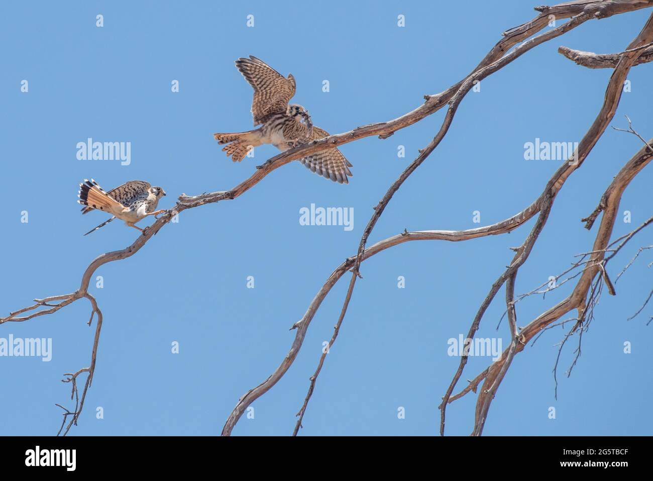 Deux kestrels américains (Falco sparverius) ayant un différend sur une proie, une souris, dans les hautes branches d'un grand arbre dans la vallée centrale de CA. Banque D'Images