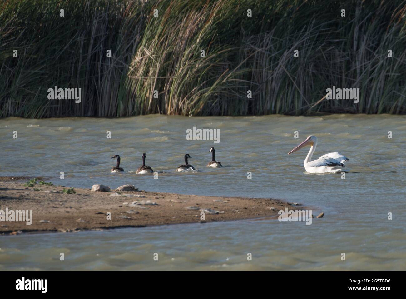 La Bernache du Canada (Branta canadensis) et un pélican blanc (Pelecanus erythrorhynchos) dans un petit étang de la vallée centrale de la Californie, aux États-Unis. Banque D'Images