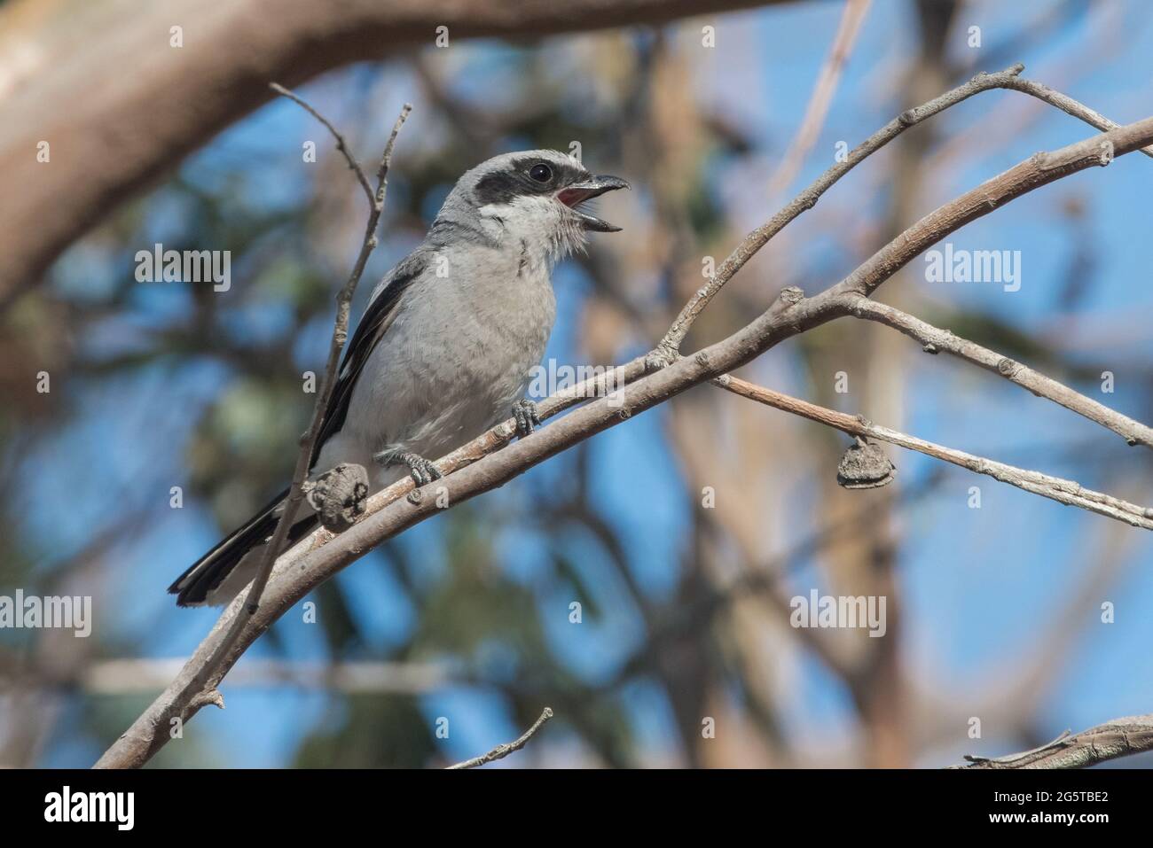 Une crevette à tête plate (Lanius ludovicianus excubitorides) chantant dans un arbre de la vallée centrale de la Californie. La sous-espèce occidentale. Banque D'Images