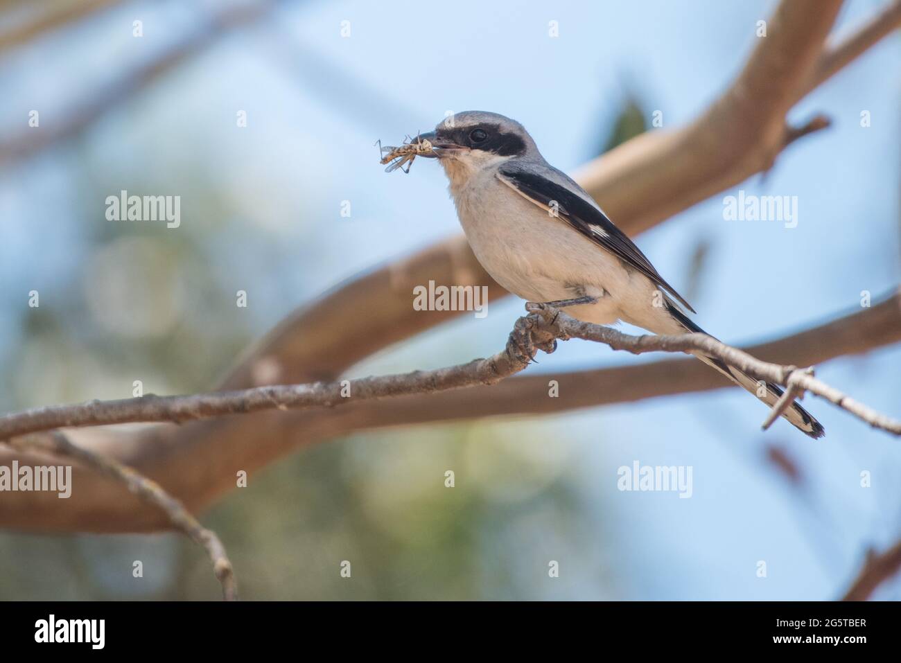 Une crevette germée (Lanius ludovicianus excubitorides) avec une espèce de proie sauterelle dans la vallée centrale de la Californie. Banque D'Images