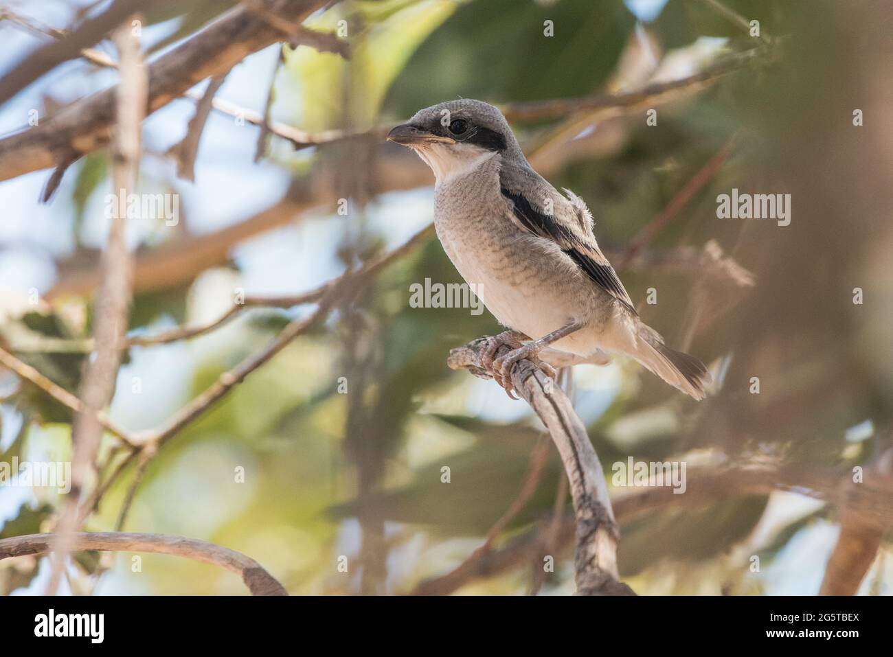 Une petite crevette à tête plate (Lanius ludovicianus excubitorides) qui vient de quitter le nid. Un oiseau de la vallée centrale de la Californie. Banque D'Images