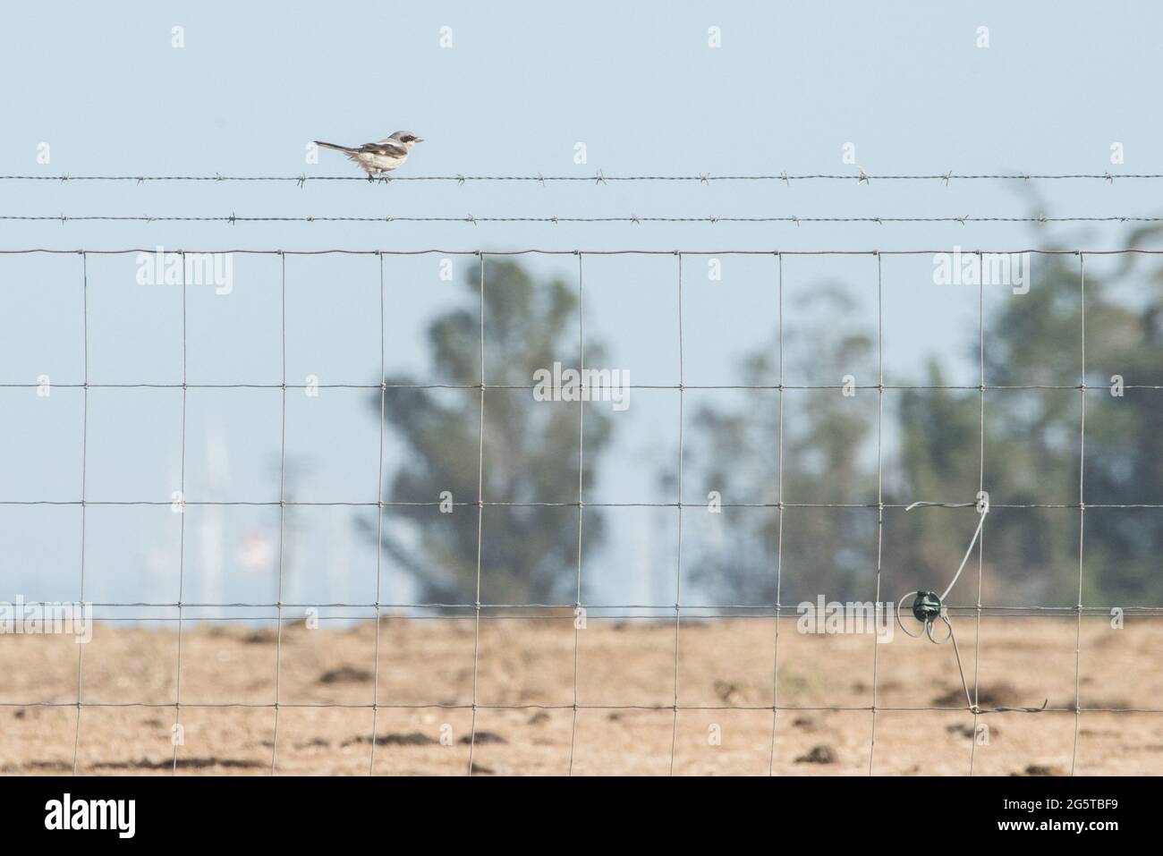Une crevette germée (Lanius ludovicianus excubitorides) perchée sur une clôture dans une prairie de la vallée centrale en Californie. Banque D'Images