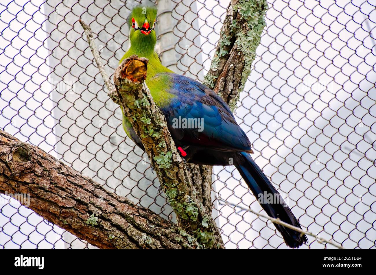 Un Turaco mâle à chetée blanche se trouve sur une branche dans la volière de l'aquarium du Mississippi, le 24 juin 2021, à Gulfport, Mississippi. Banque D'Images