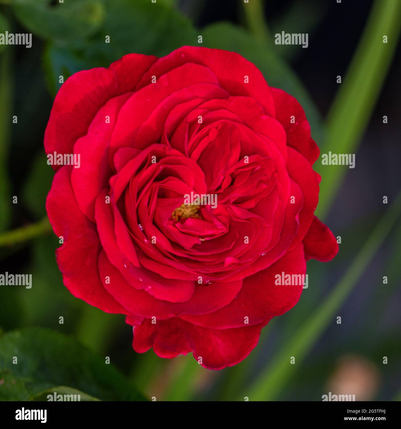 Braithwaite, Auscrim 'LD' English Rose, fransk ros (Rosa) Banque D'Images