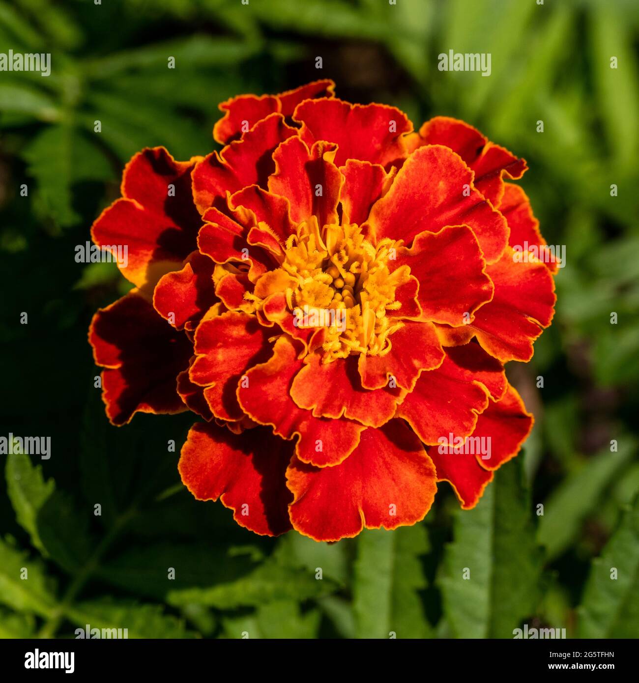 'Panther' Marigold français, Sammetstagetes (Tagetes patula) Banque D'Images