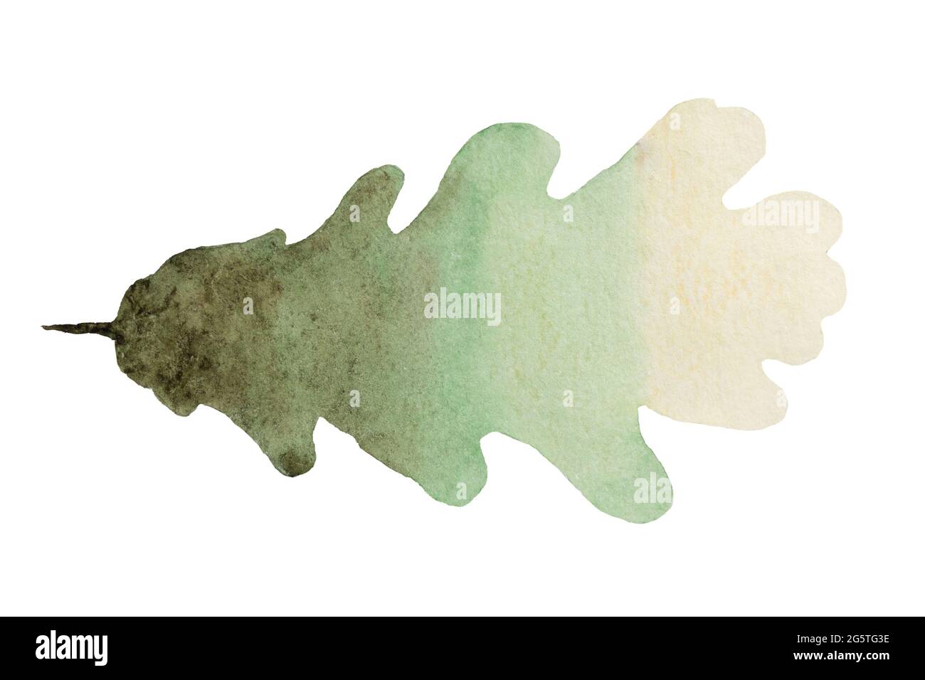 Feuille de chêne vert dégradé d'automne peinte en aquarelle isolée sur fond blanc. Banque D'Images