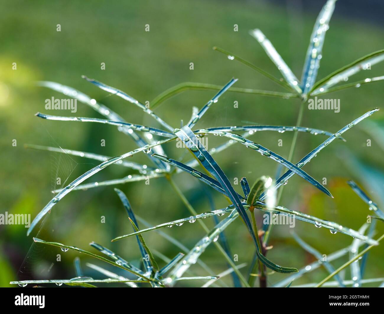 Mouillés et recouverts de gouttelettes d'eau provenant de la pluie, les feuilles d'un jeune arbre à bouteilles à feuilles étroites, Brachychiton rupestris, se laissent sous la lumière du soleil Banque D'Images