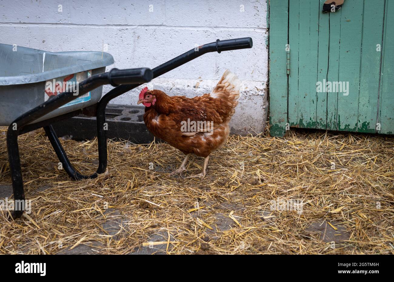 Un poulet de freerange dans une ferme. Banque D'Images