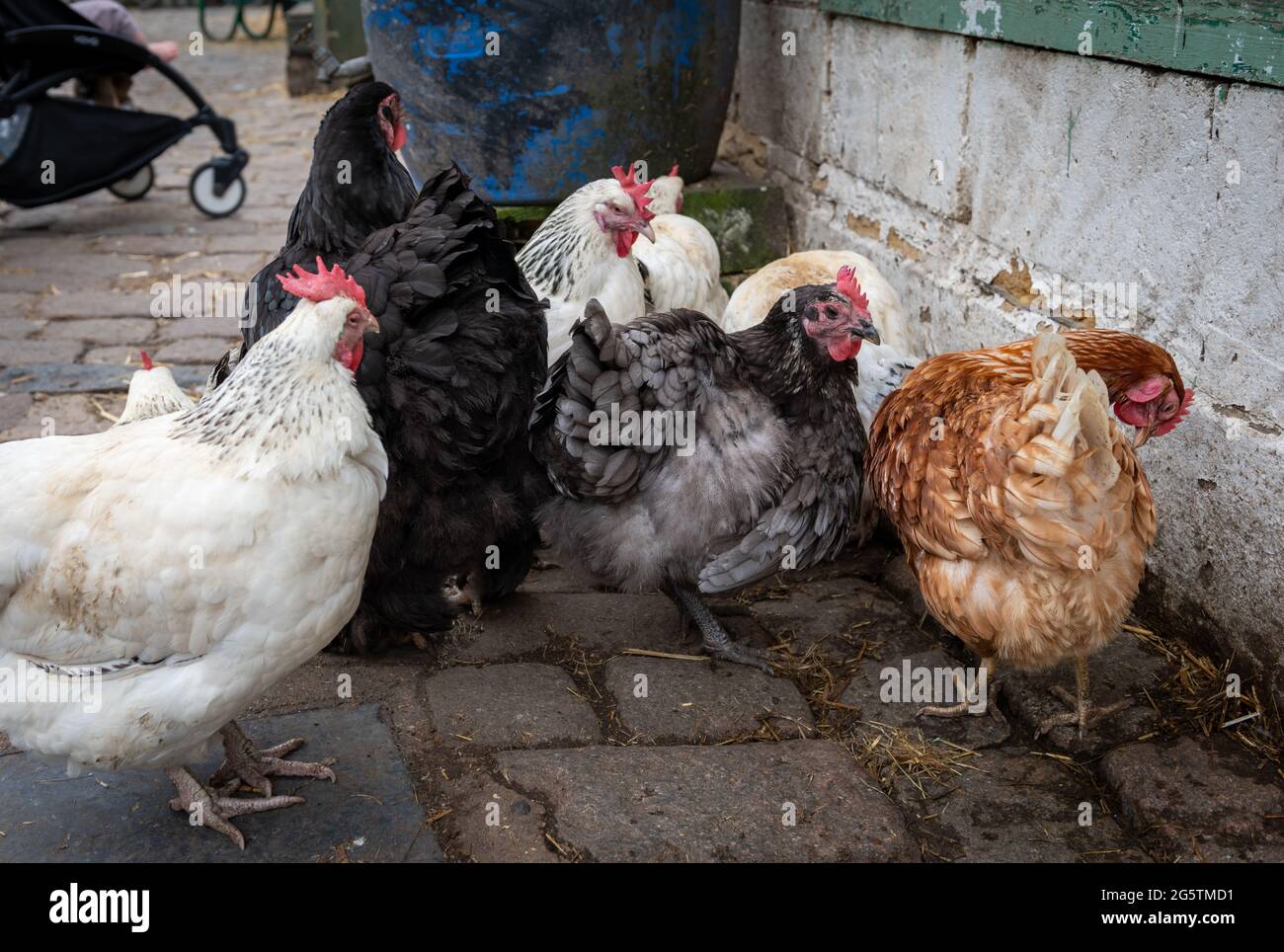 Les poules Freerange se déplacent librement dans une ferme. Banque D'Images