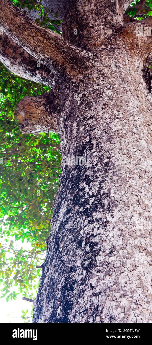 Vue de dessous d'un tronc d'arbre aux feuilles vertes d'un grand arbre. L'environnement frais dans le parc. Les plantes vertes donnent de l'oxygène. Arbre forestier avec de petites feuilles Banque D'Images