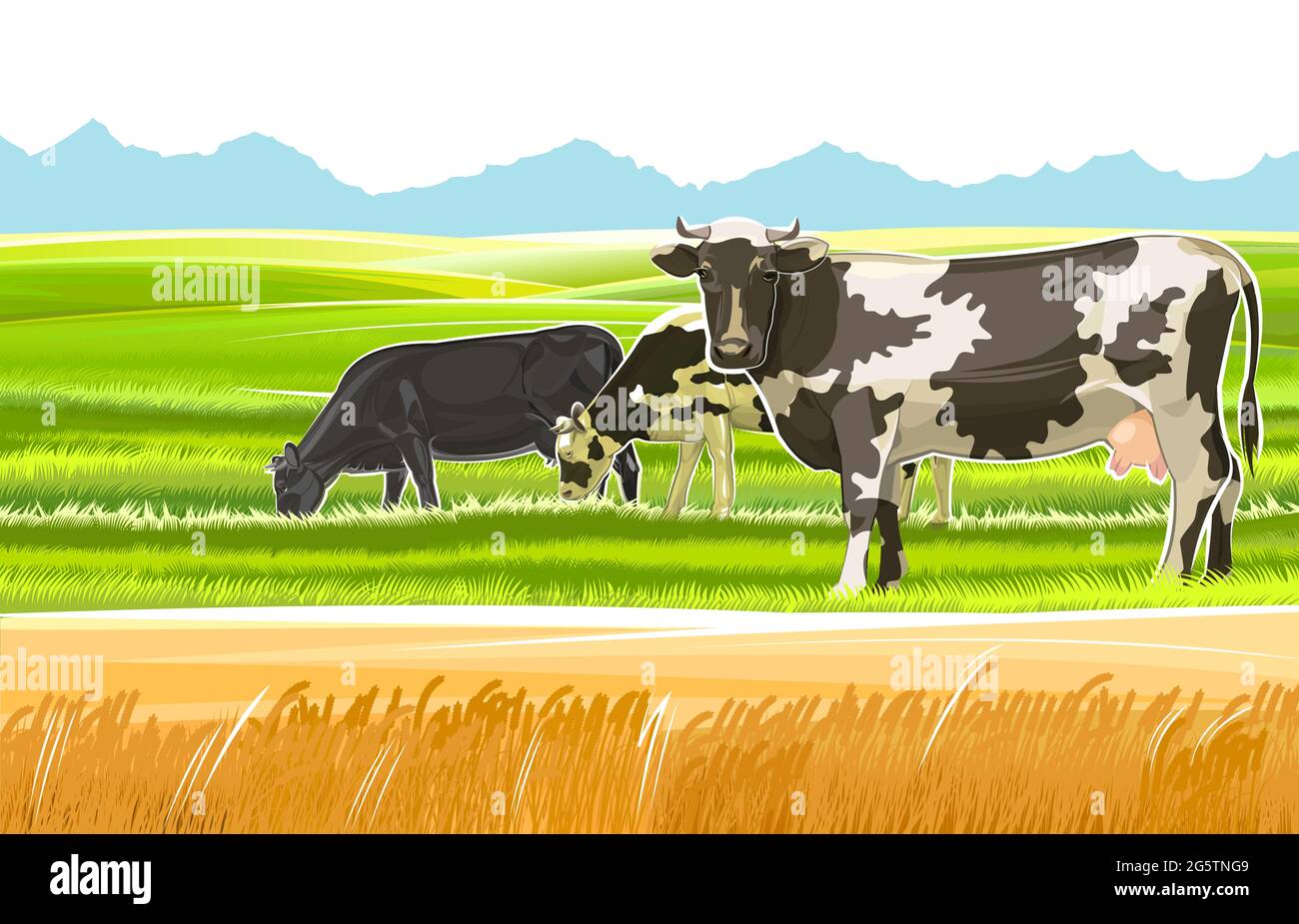 Un troupeau de vaches se retrouve parmi les collines rurales. Pâturages. Prairies et champs de blé. Paysage de village rustique. Travaux agricoles. Isolé sur fond blanc Illustration de Vecteur