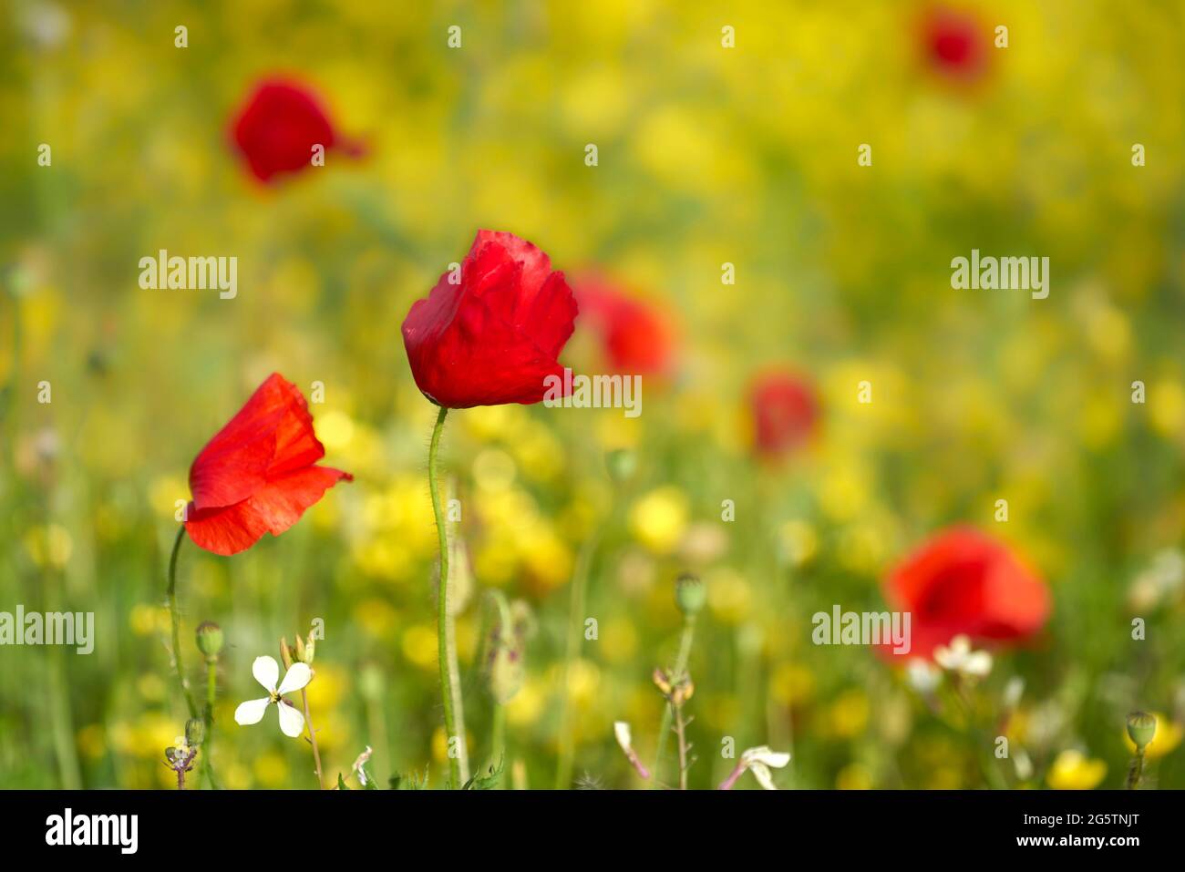 Klatschmohn in Wiese mit viel Hahnenfuss BEI stylos am 13.04.17. Banque D'Images