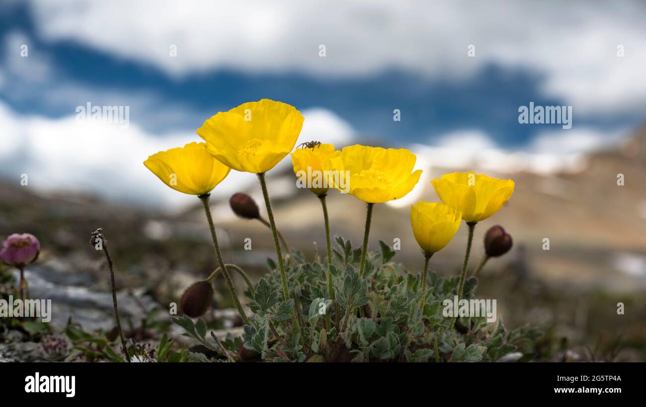 Rhätischer Mohn (Papaver aurantiacum) Landschaft BEI der Fuorcla Pischa in der Gem. Pontresina am 19.07.19. Banque D'Images