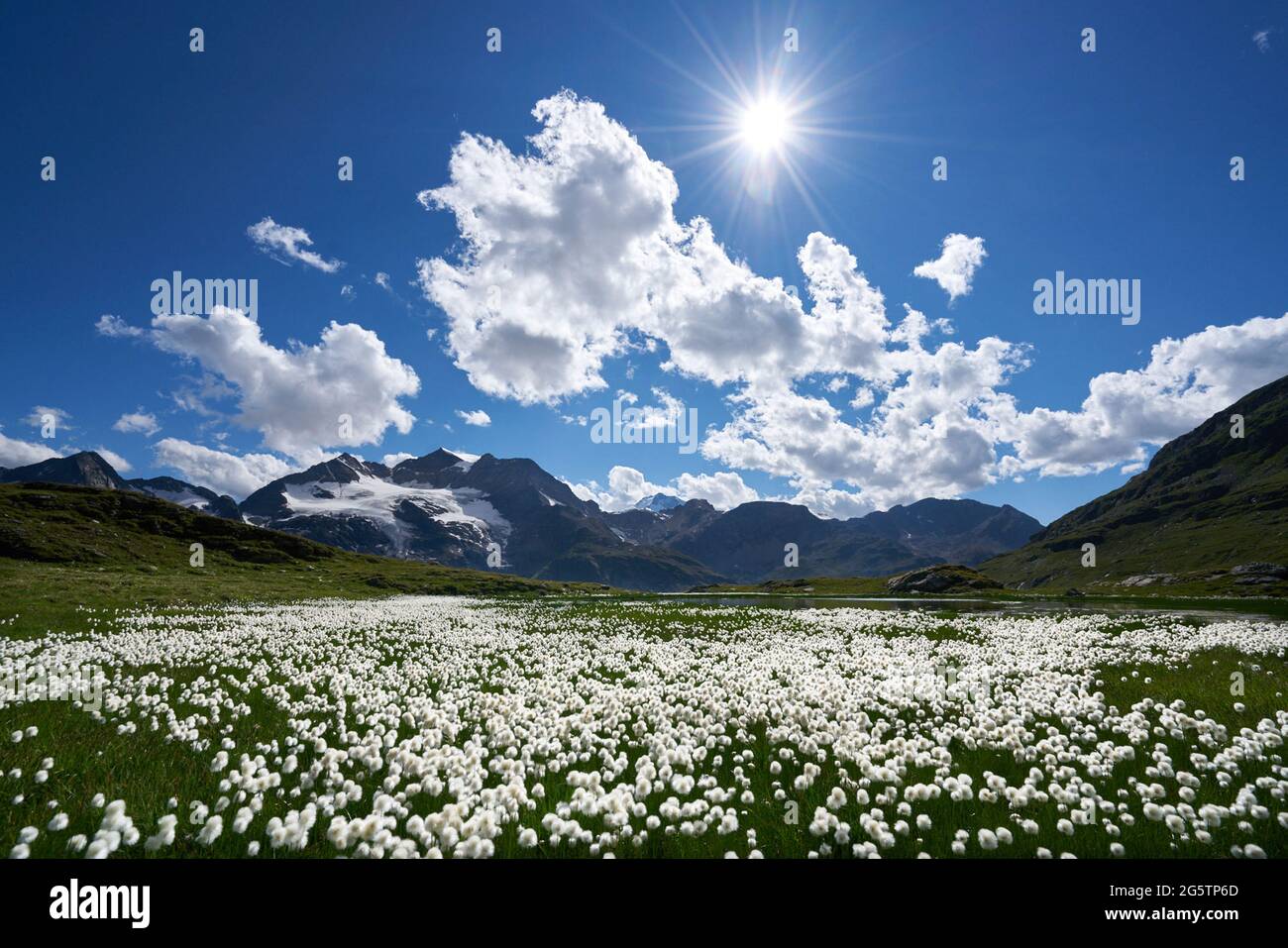 Flachmoor mit fruchendem Scheuchzer's Wollgras (Eriophorum scheuchzeri) oberhalb des Berninapasses in der Gemeinde Pontresina am 13.07.17. Banque D'Images