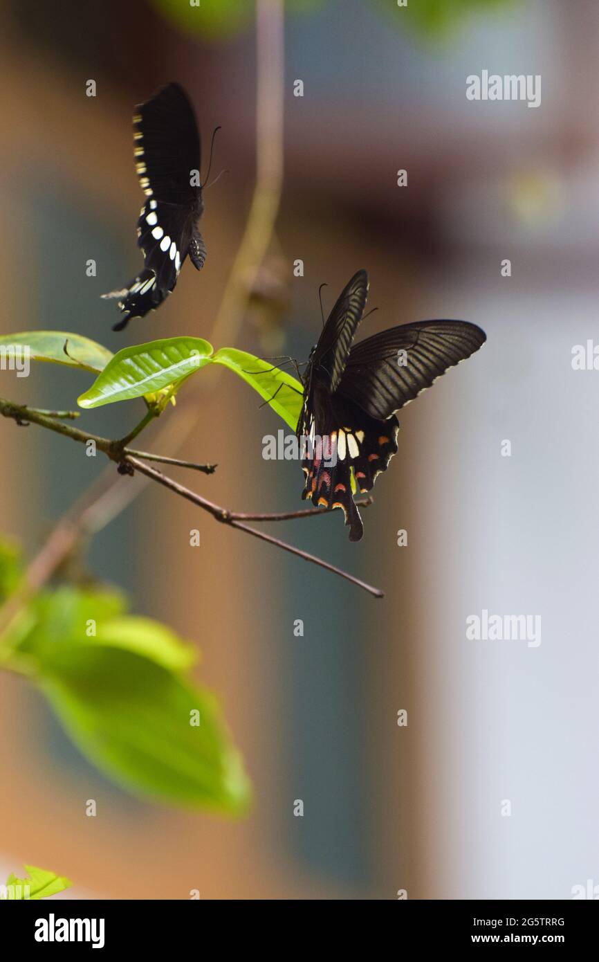 Papillons volant à travers les plantes Banque D'Images