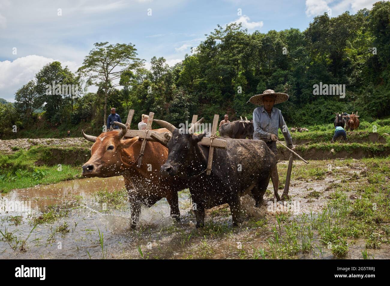 Un agriculteur labourant UN champ de riz avec des taureaux dans le village de Begnas au Népal Banque D'Images