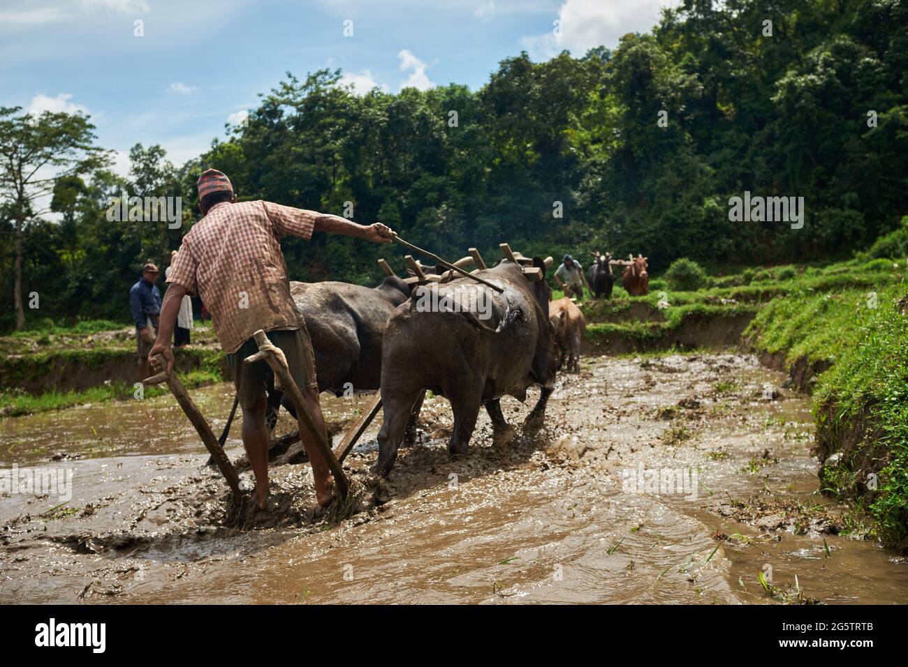 Un agriculteur offre UN champ de riz dans le village de Begnas au Népal Banque D'Images
