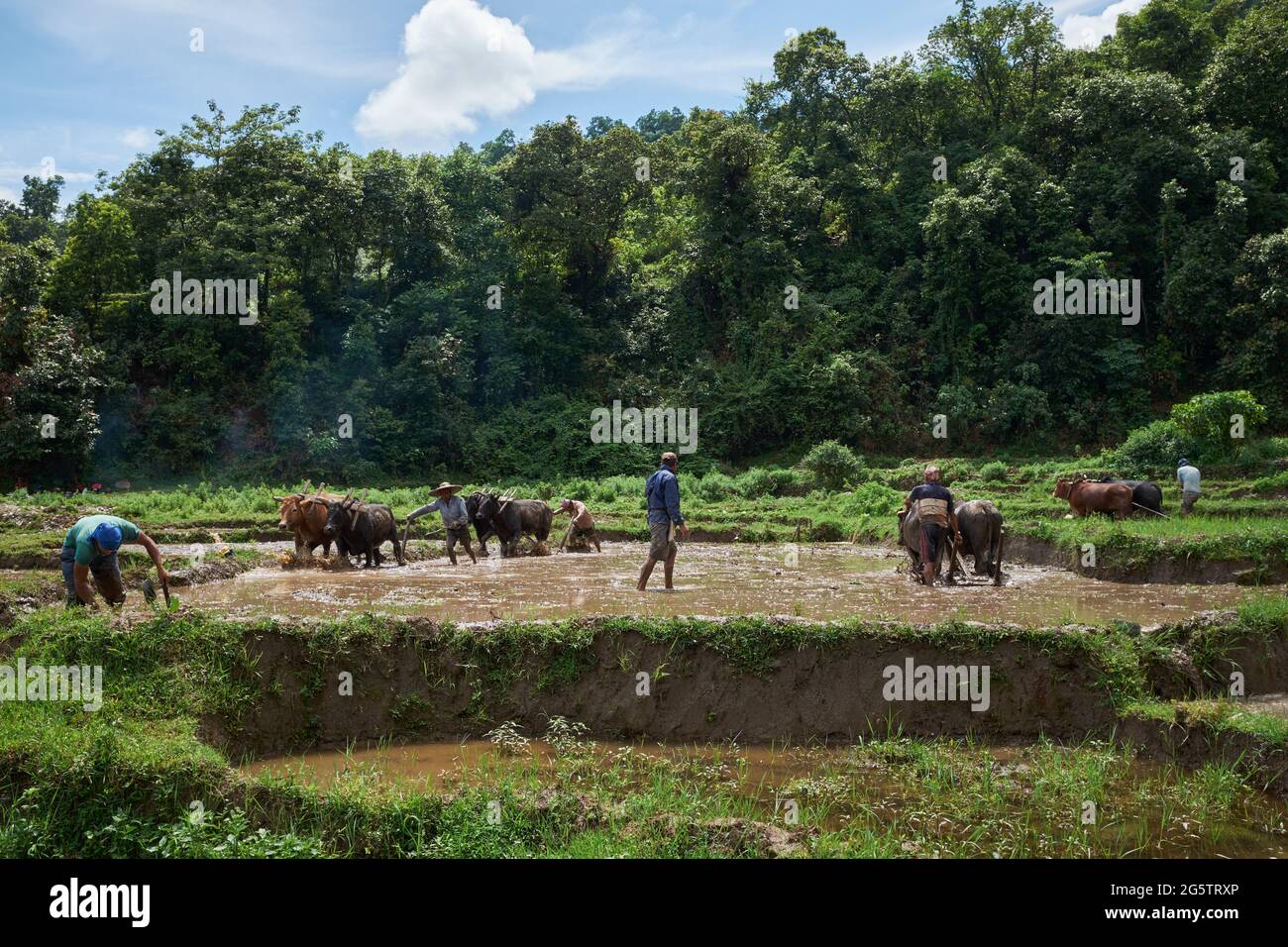 Un champ de riz est labouré par des taureaux à Begnas, au Népal Banque D'Images