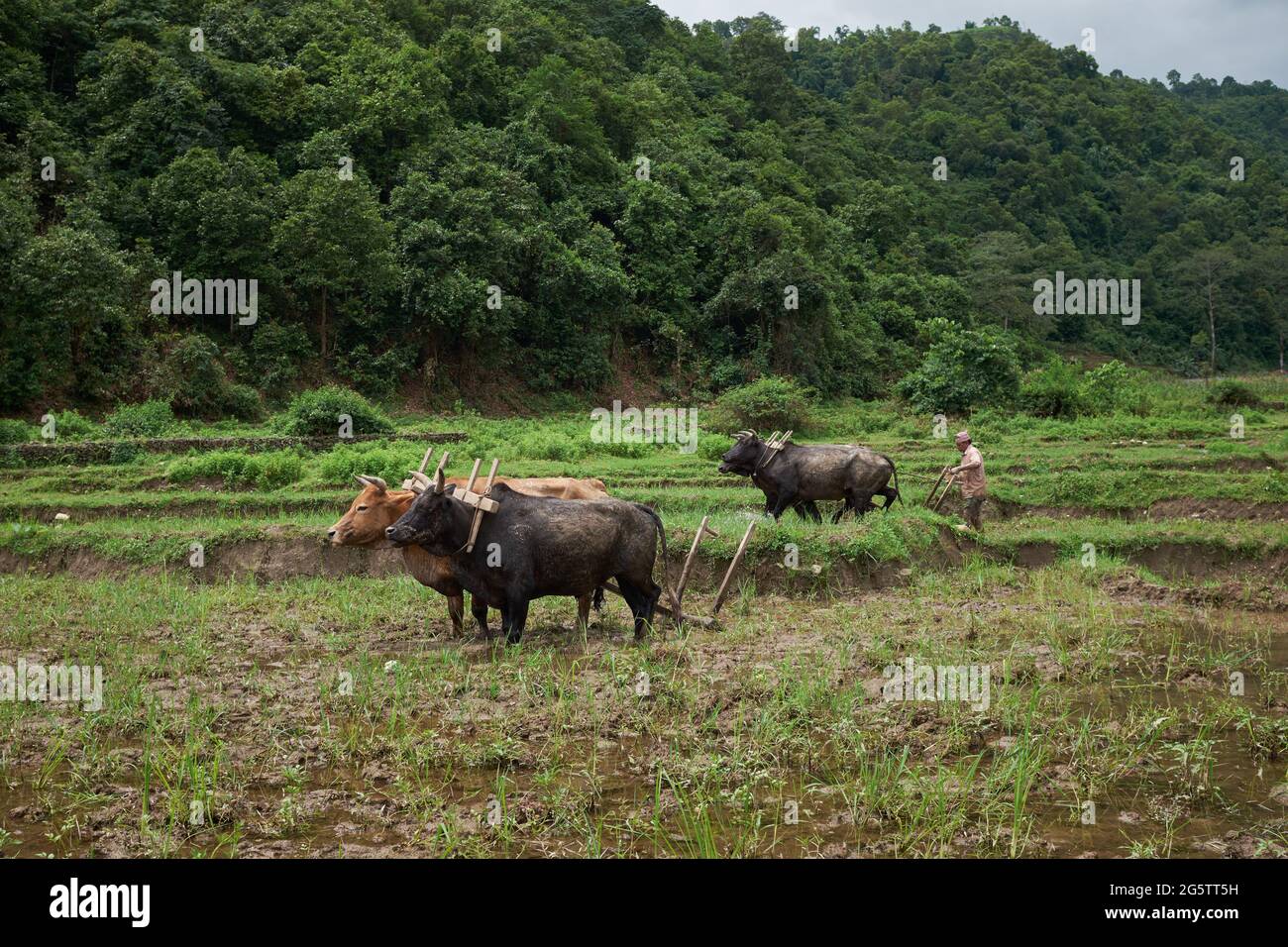 Les taureaux reposent dans un champ de riz à Begnas, au Népal Banque D'Images