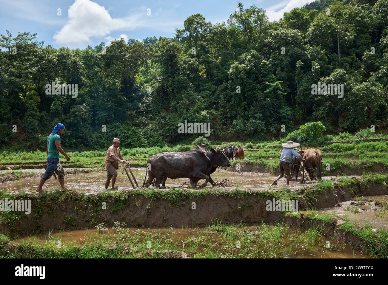 Les hommes planent UN champ de riz à Begnas, au Népal, en utilisant des taureaux Banque D'Images
