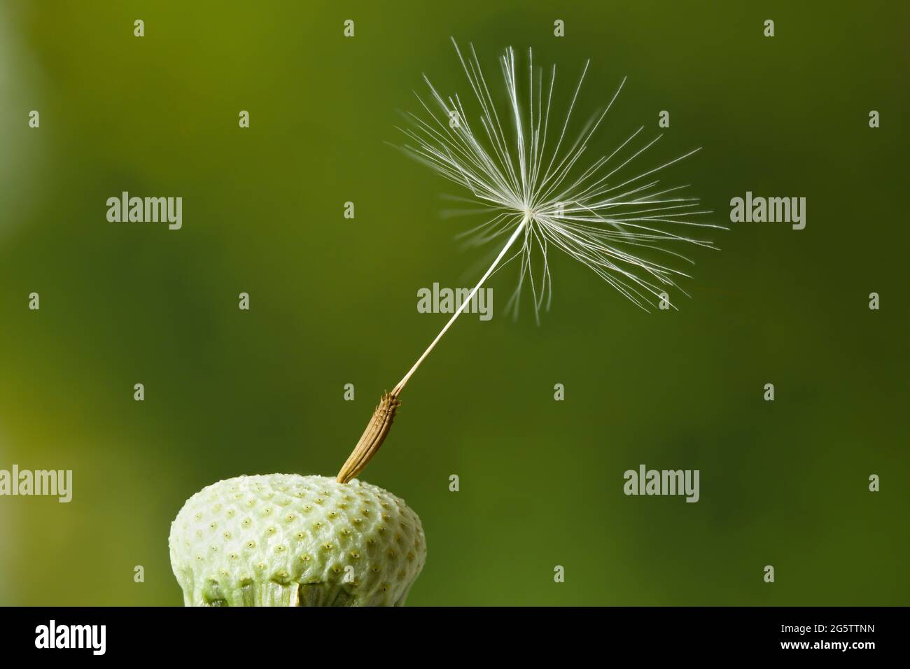 Tête d'horloge pissenlit avec une graine (cypselae) encore attachée. Gros plan ultra-détaillé sur fond vert naturel Banque D'Images
