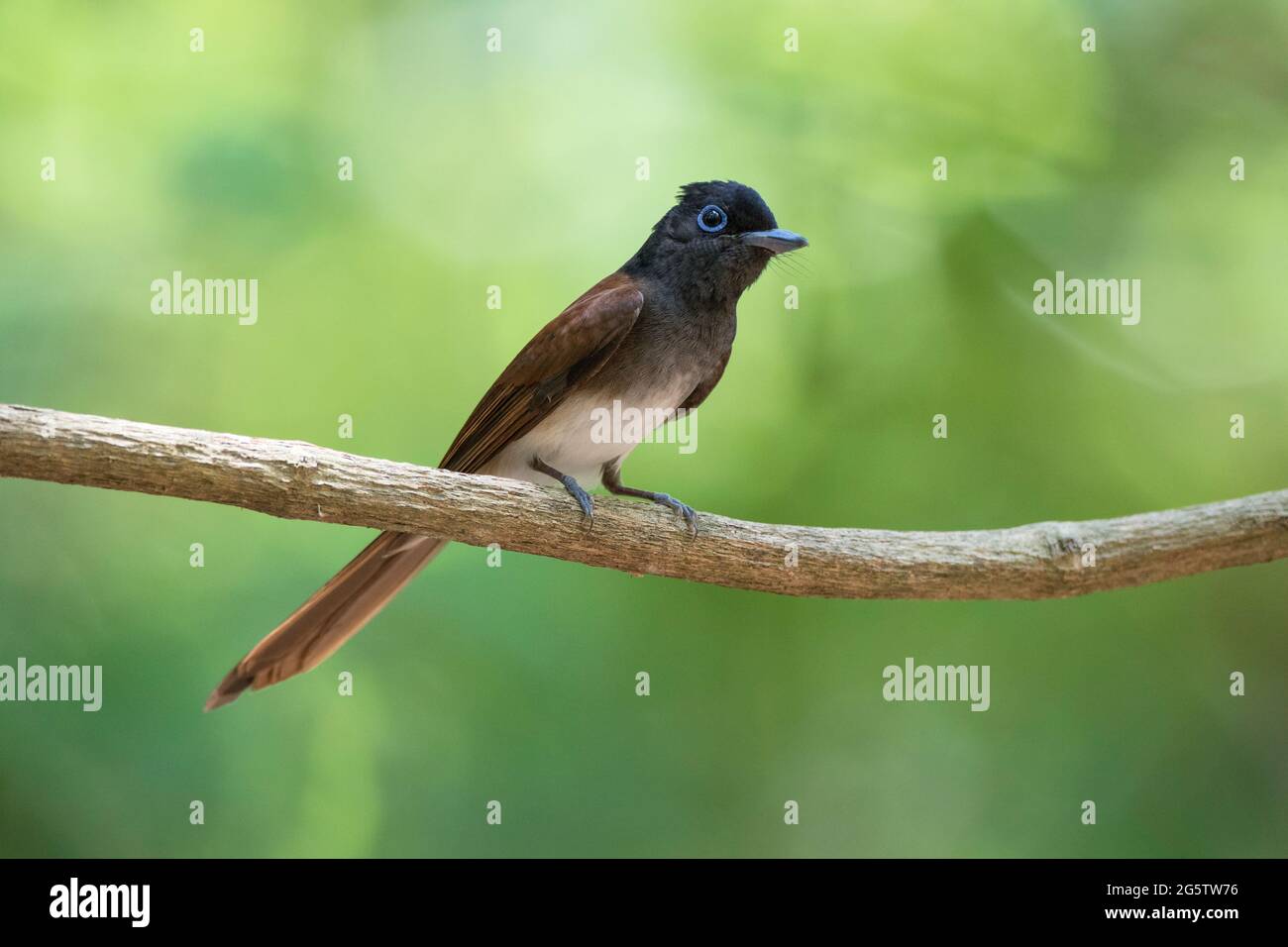 Le paradis japonais flycatcher montrant sa beauté Banque D'Images