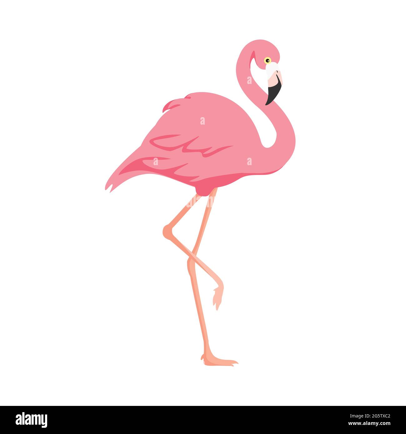 Flamant rose vector illustration isolé sur fond blanc Image Vectorielle  Stock - Alamy