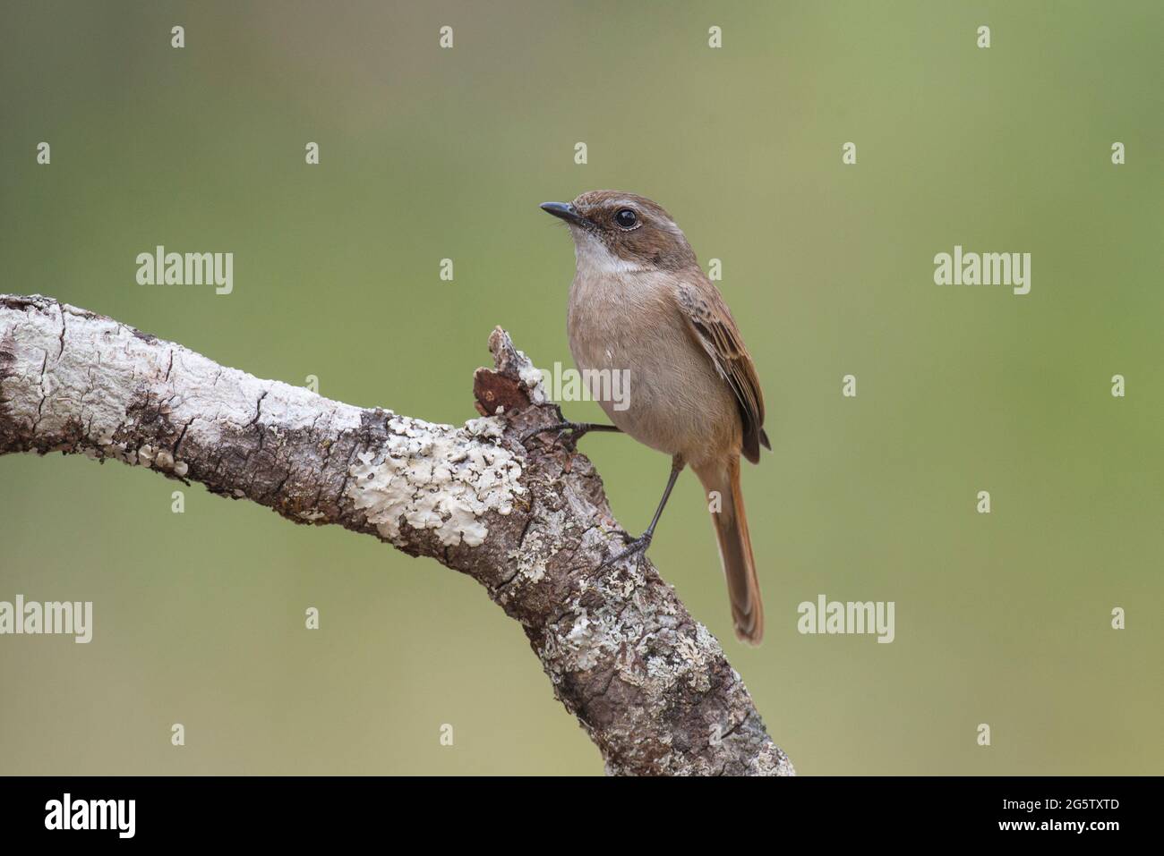 Le bushchat gris est bien visible Banque D'Images