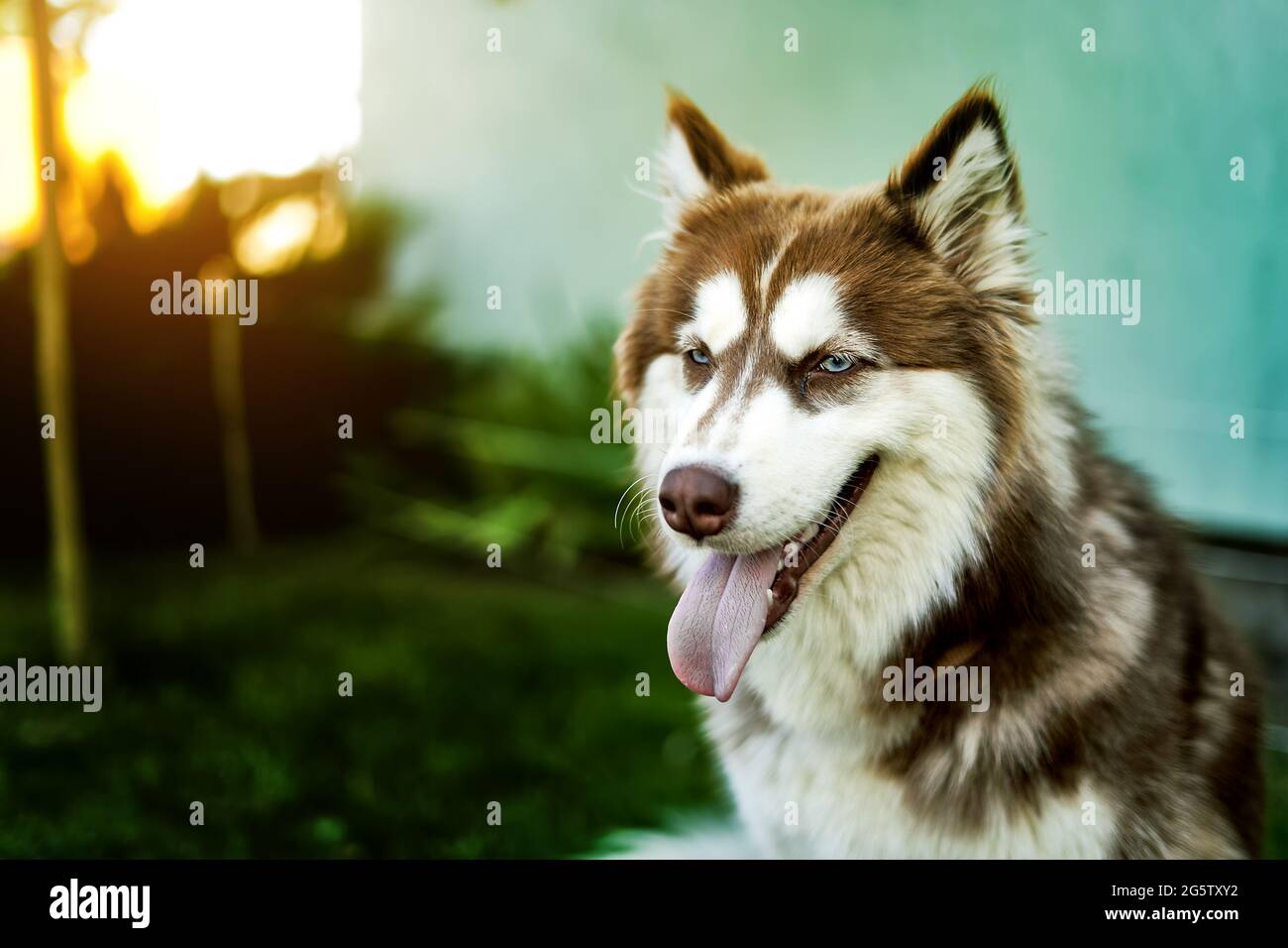portrait d'un husky rouge sur le fond du soleil du soir. Banque D'Images